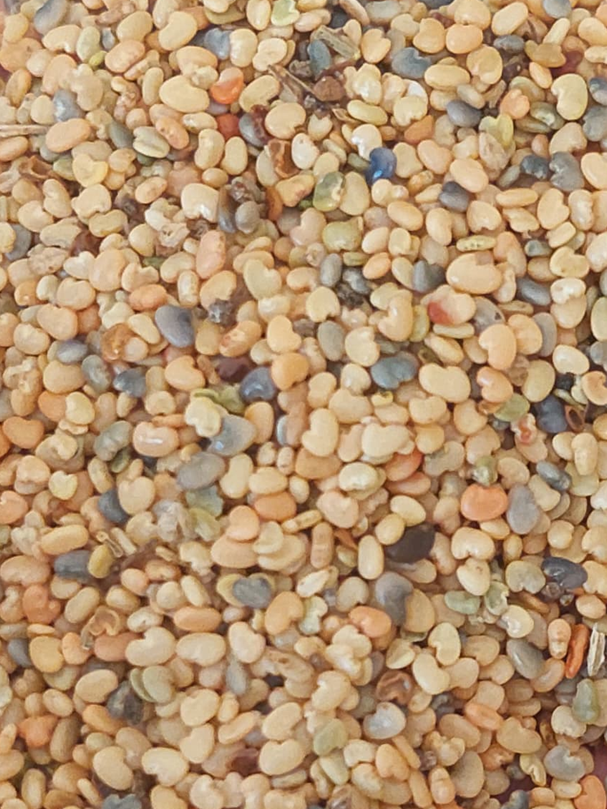 Crotalaria ochroleuca